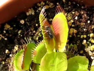 dionaea muscipula catching a fly (venus flytrap)