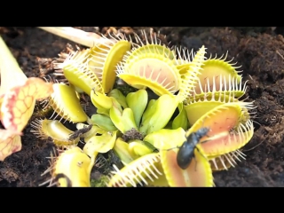 dionaea muscipula eating a beetle