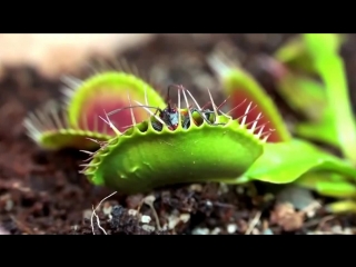 venus flytrap eating beetle (dionea muscipula)