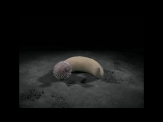 3d model of ottoia prolifica. animation by phlesch bubble © royal ontario museum