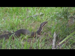 cottonmouth snake (agkistrodon piscivorus )