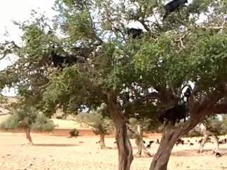 16 goats in a tree