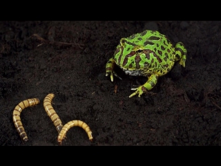 horned frog ceratophrys ornata