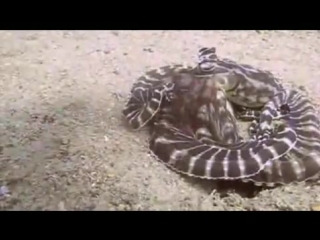 mimic octopus (thaumoctopus mimicus)