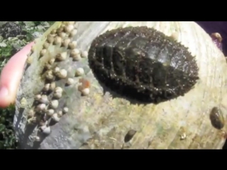 mossy chiton