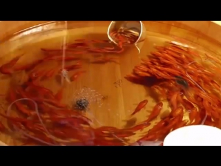 riuzuke fukaori three-dimensional goldfish