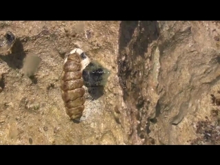 quit n (chiton tuberculatus) - chiton