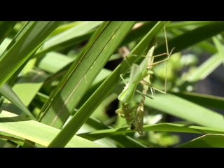 sexual cannibalism in a praying mantis, pseudomantis albofimbriata