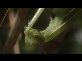 pairing cannibal praying mantis