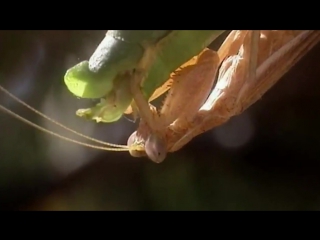 mantis mating, myth or reality