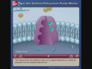 potassium sodium pump