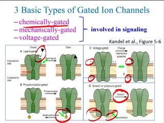 ion channel types