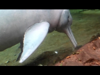 baby of the tonina of the duisburg zoo (river dolphin, inia geoffrensis) plays with a fish