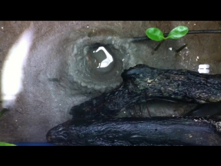 mudskipper, with nest and larvae in aquarium