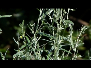 wormwood (artemisia absinthium)