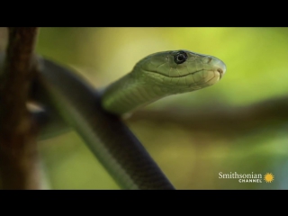 black mamba (dendroaspis polylepis)