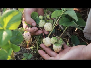 pineberry anablanca