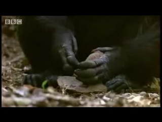 chimpanzees sophisticated use of tools - bbc wildlife