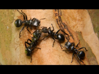 cephalotes atratus