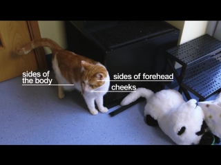 body language in cats