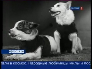 belka and strelka conquered space