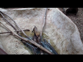 speothos venaticus at the atlanta zoo