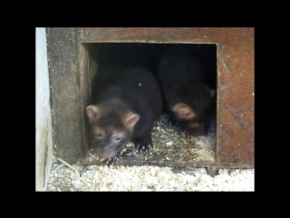 bush dog pups 6 weeks old