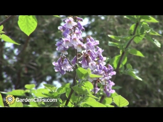 paulownia tomentosa