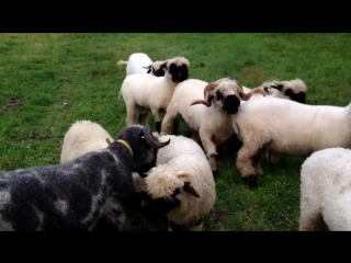 valais blacknose sheep