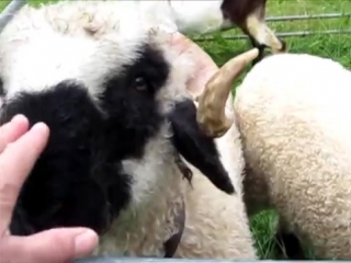 valais black nose sheep