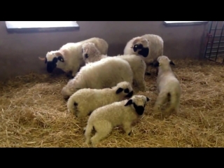 valais blacknose sheep first snow