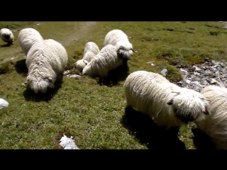 valais blacknose sheep