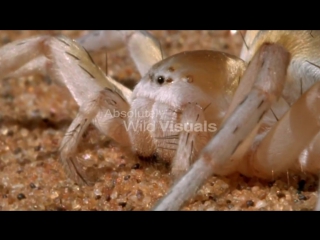 golden wheel spider (capparaceae aureola)