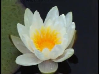 water lilies (white nymphea)