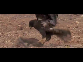 hawk vs iguana