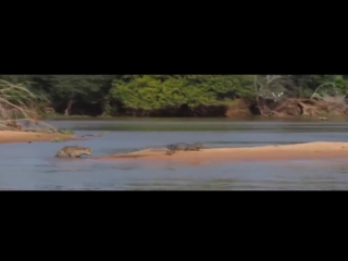 jaguar attacks a crocodile