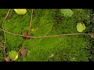 bryum moss (bryum sp.)