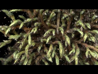 rock spikemoss - selaginella rupestris