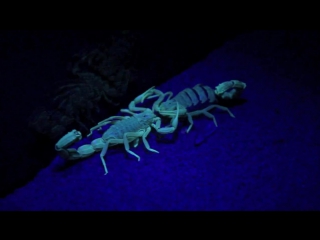 scorpions mating dance