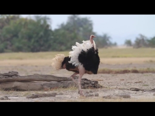 amazing ostrich dance - amazing ostrich dance