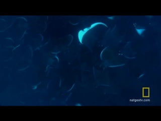 the mating dance of manta rays - sea devils