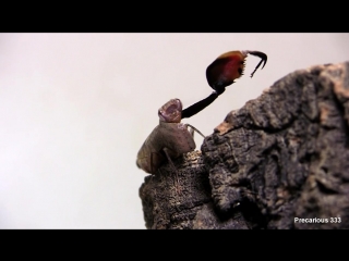 boxer mantis mating dance