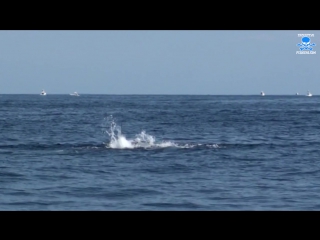 amazing blue marlin footage