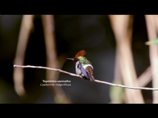 photography story- hummingbird (lophornis magnificus)