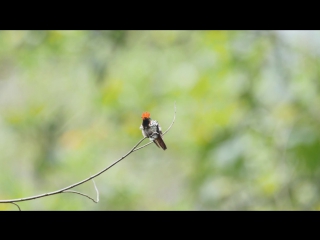 red tufted - lophornis magnificus