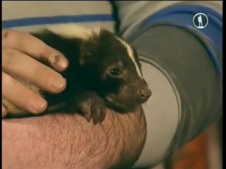 in the animal world. skunk