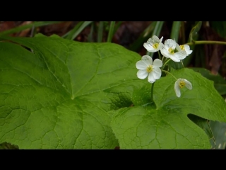 diphelleia grayi