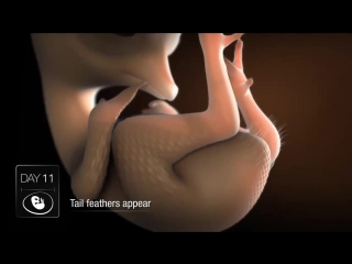 development of the chick embryo