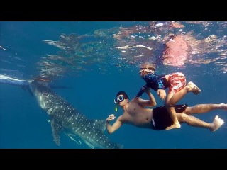 diving with a whale shark