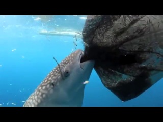 whale shark sucking fish out of a hole in a fishing net